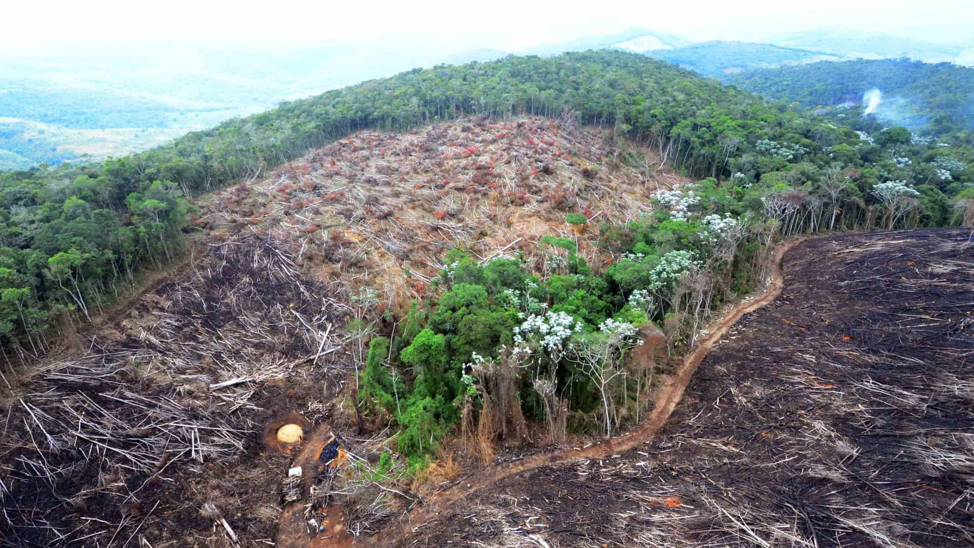 Crime organizado e milícias estão ligados a desmatamentos na Amazônia